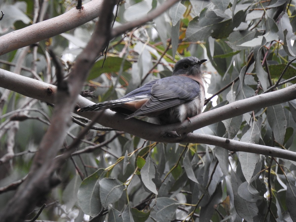 Fan-tailed Cuckoo - ML617962596