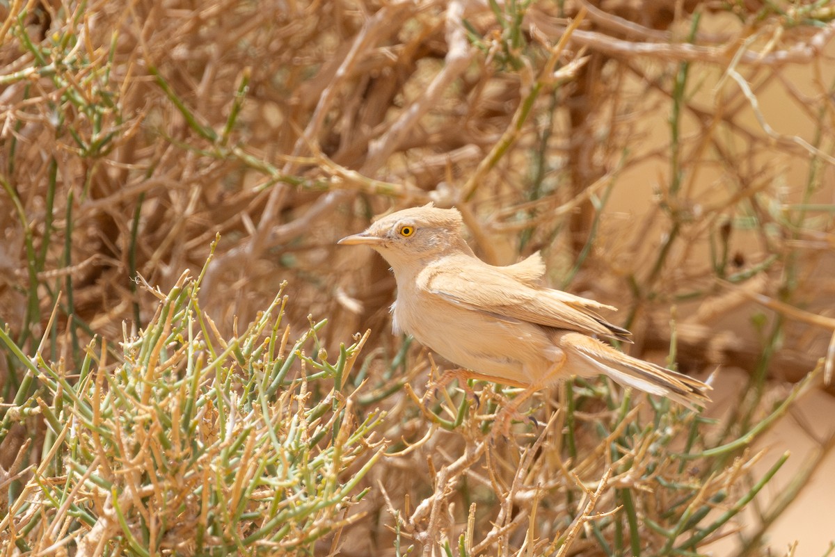African Desert Warbler - ML617962598