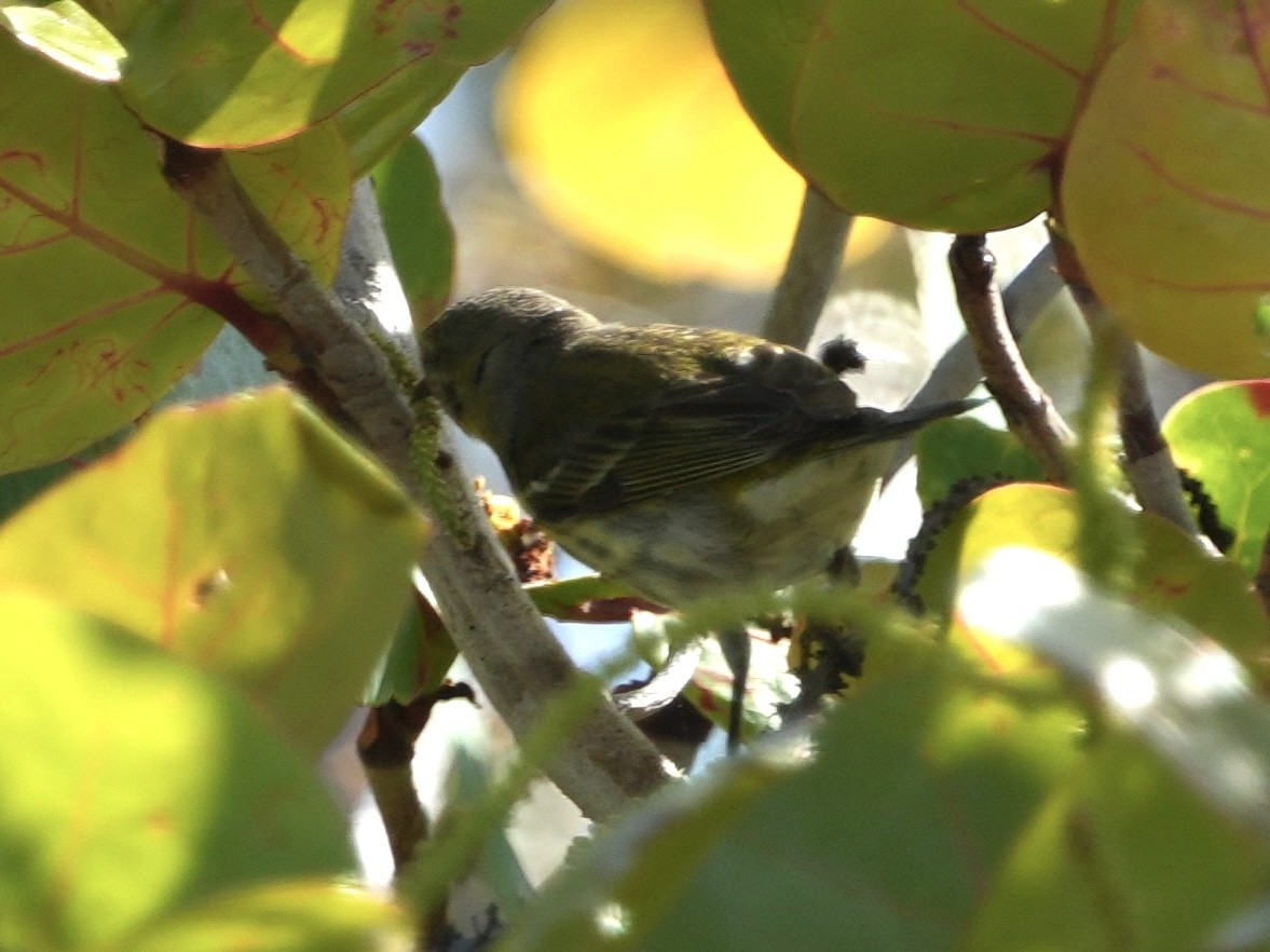 Cape May Warbler - ML617962608