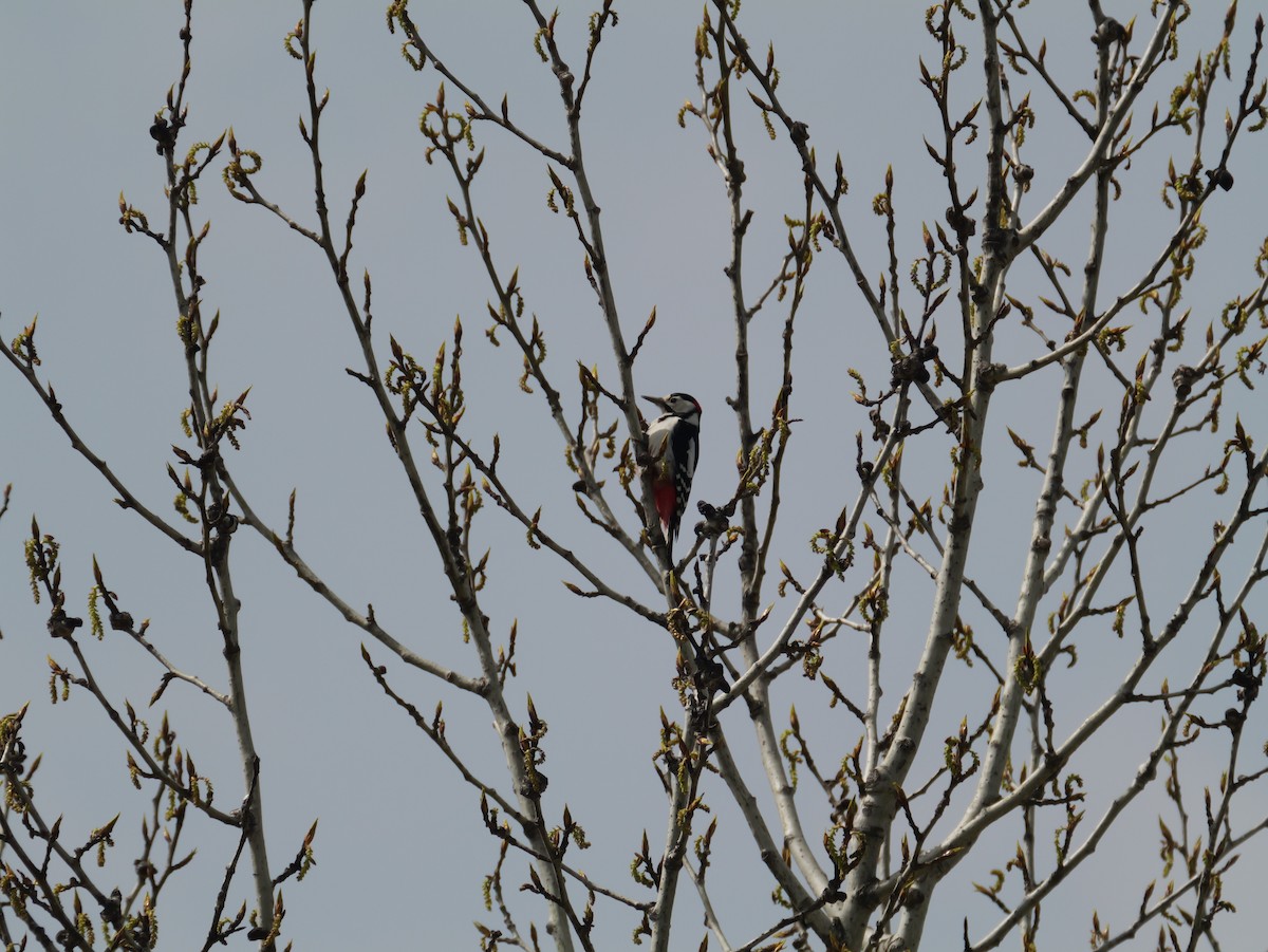 Great Spotted Woodpecker - ML617962617