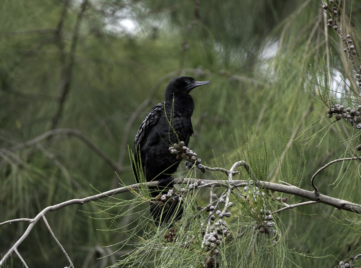 Little Black Cormorant - Jasmine Karu
