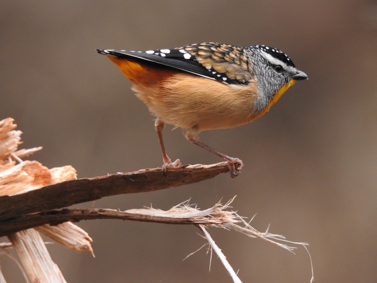 Spotted Pardalote - ML617962649