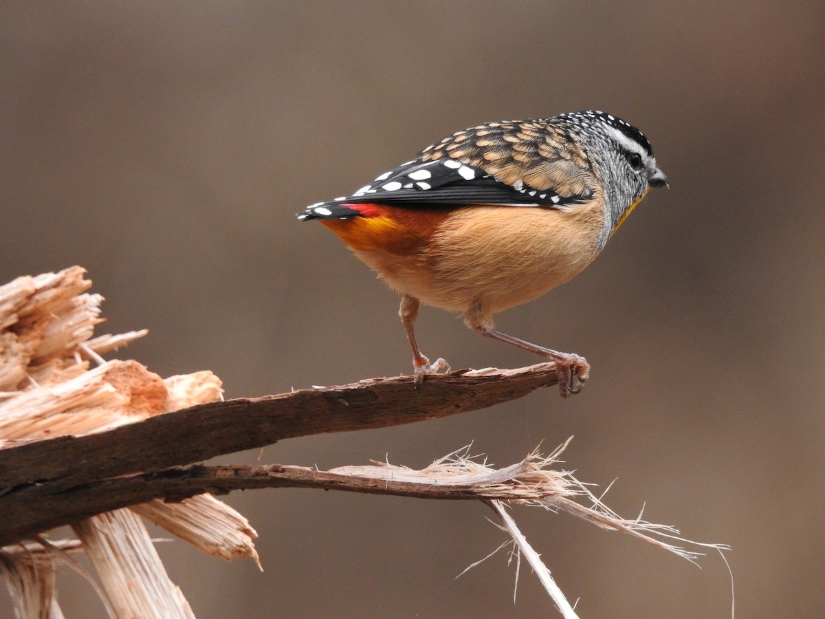 Spotted Pardalote - ML617962651
