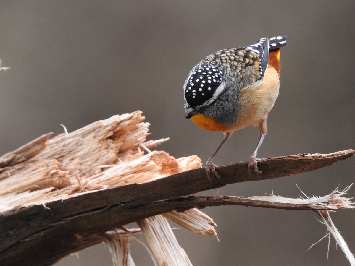 Spotted Pardalote - ML617962652