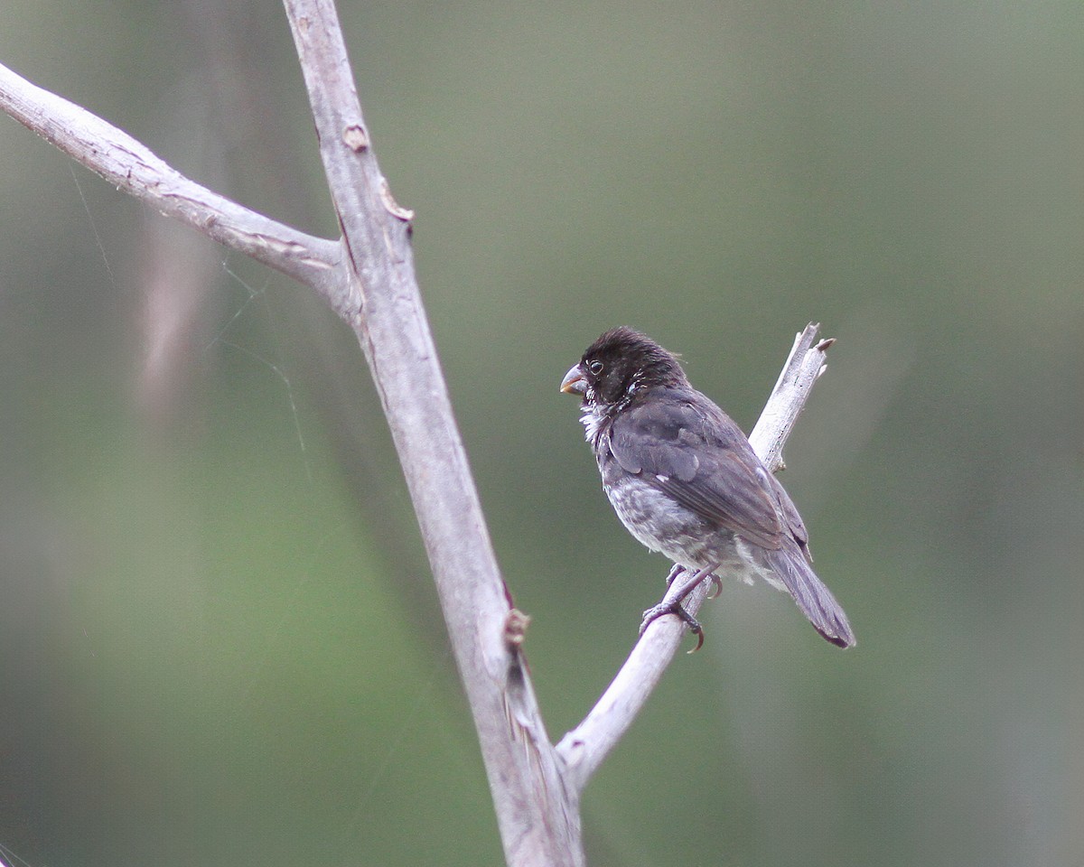 Variable Seedeater - ML617962665