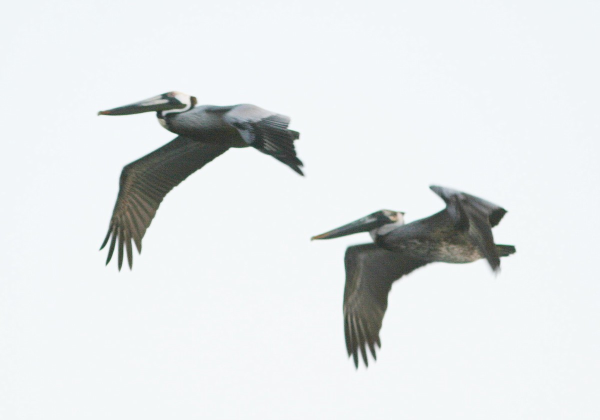 pelikán hnědý - ML617962679