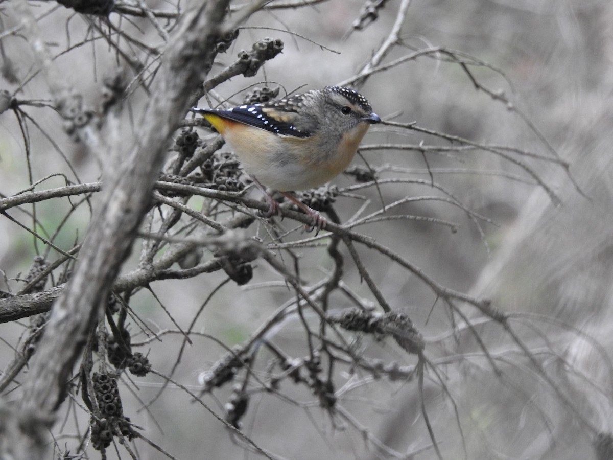 Spotted Pardalote - ML617962684