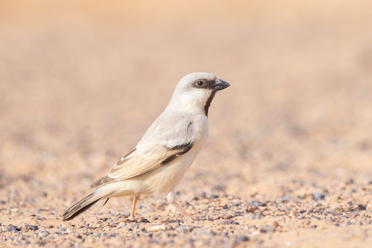 Desert Sparrow - ML617962704