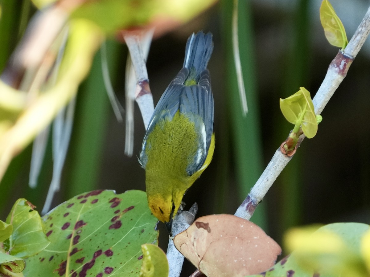 Blue-winged Warbler - Tami Reece