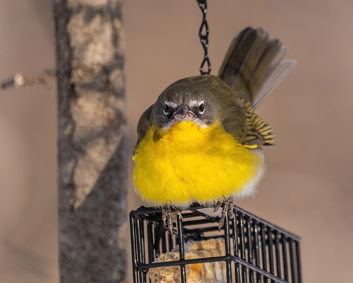 Yellow-breasted Chat - ML617962743