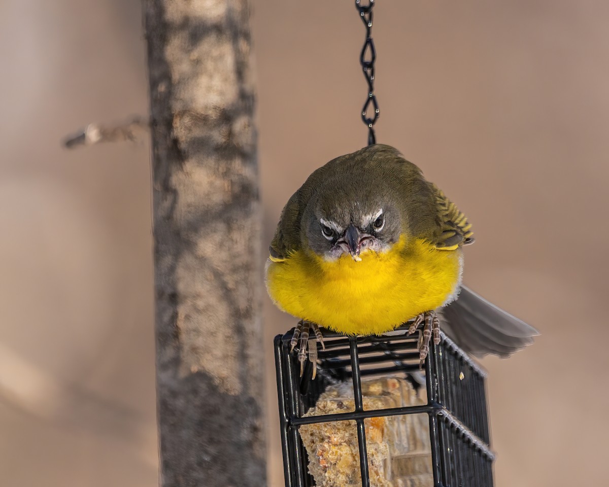 Yellow-breasted Chat - ML617962746