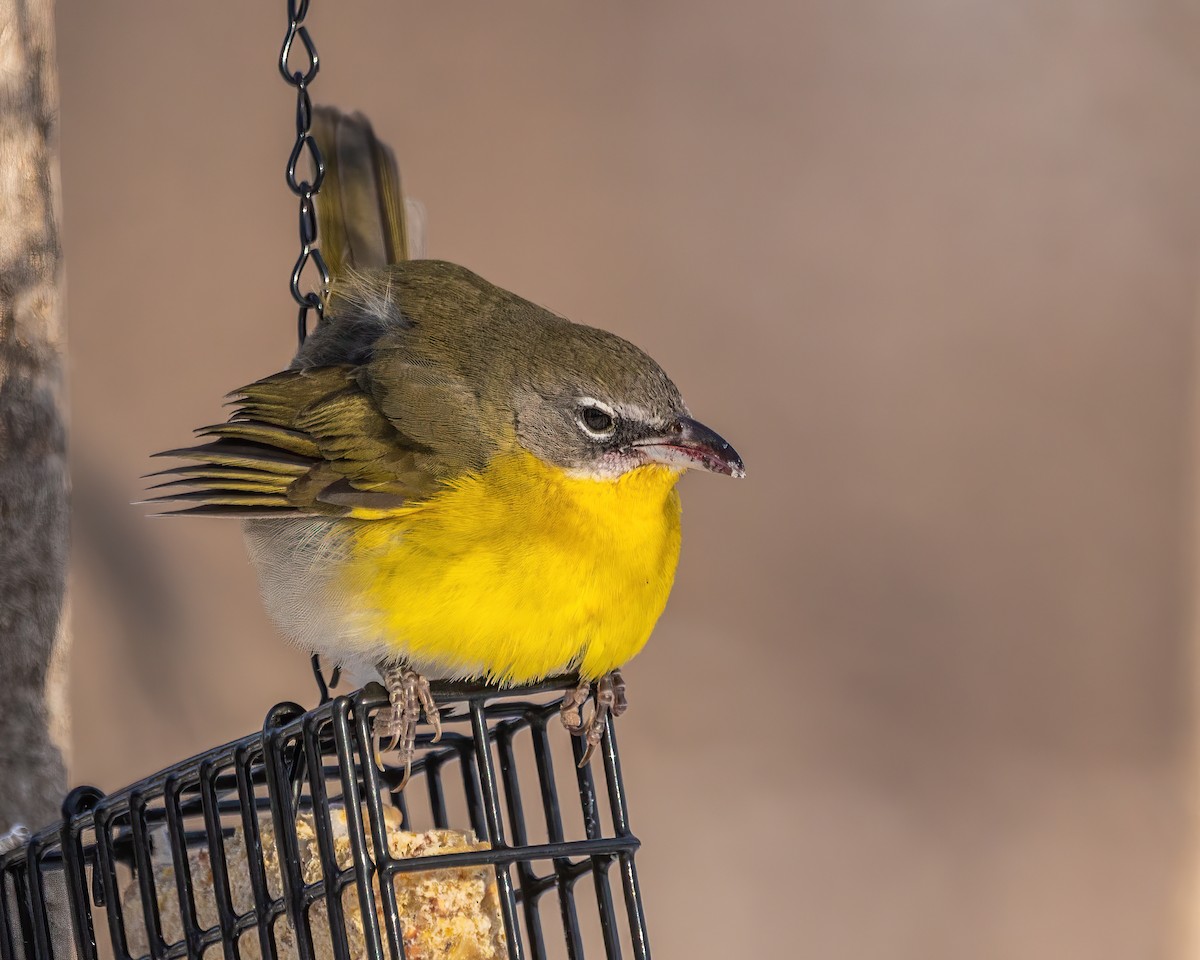 Yellow-breasted Chat - ML617962748
