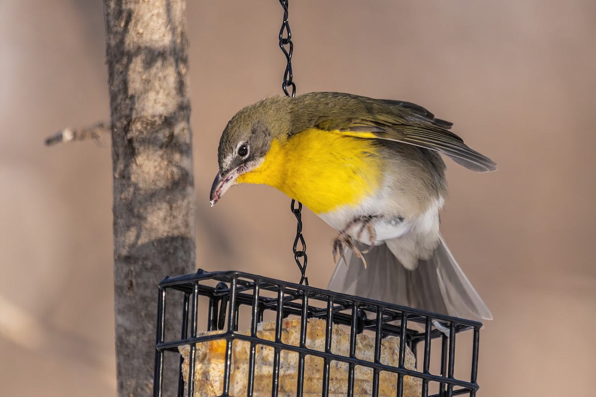 Yellow-breasted Chat - ML617962751