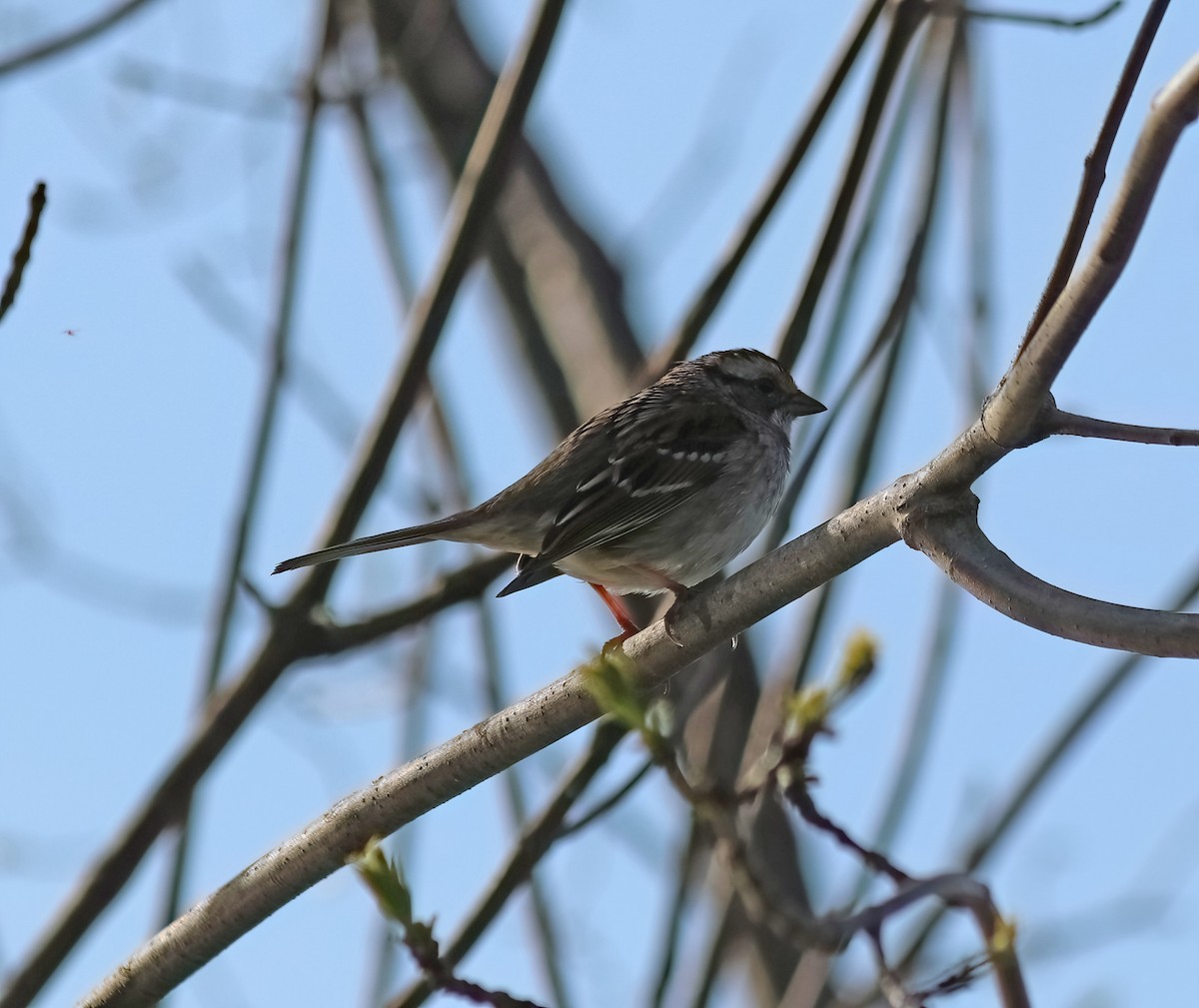 White-throated Sparrow - ML617962781
