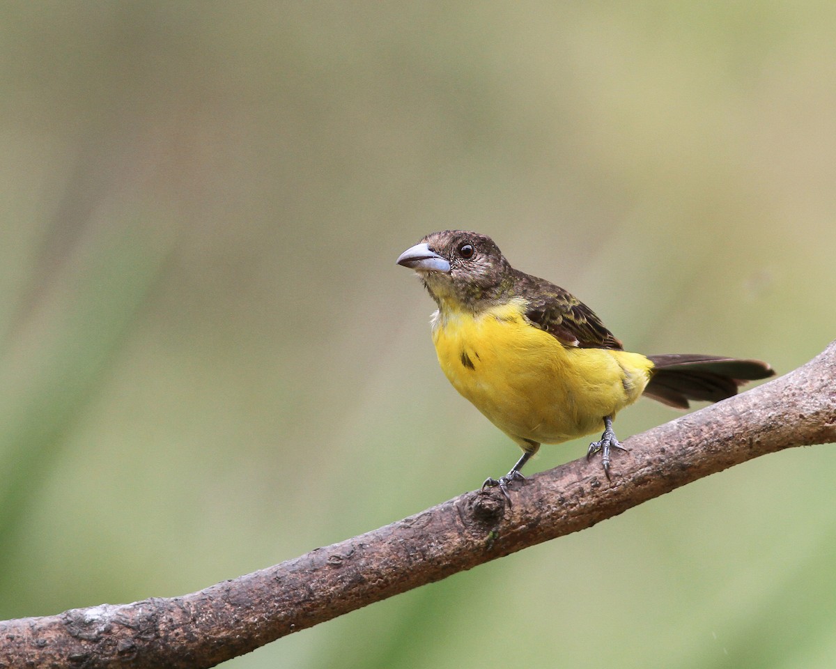 Flame-rumped Tanager (Lemon-rumped) - ML617962918