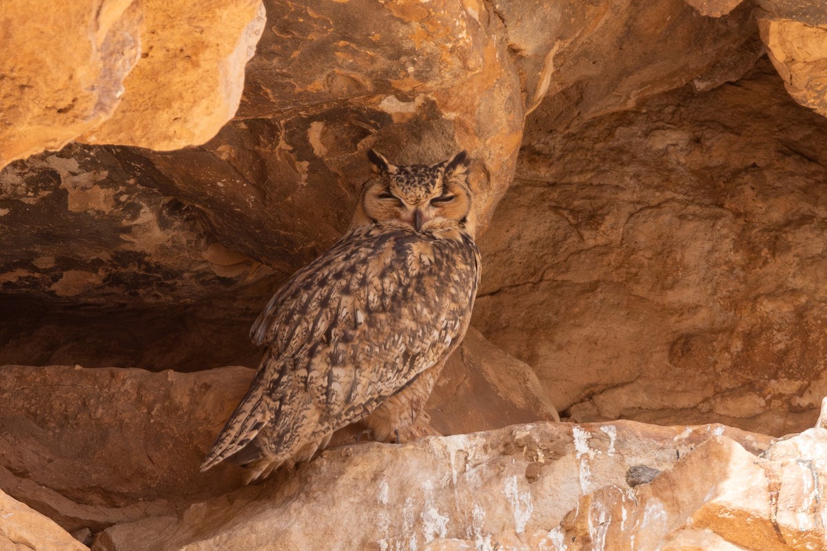 Pharaoh Eagle-Owl - ML617962919
