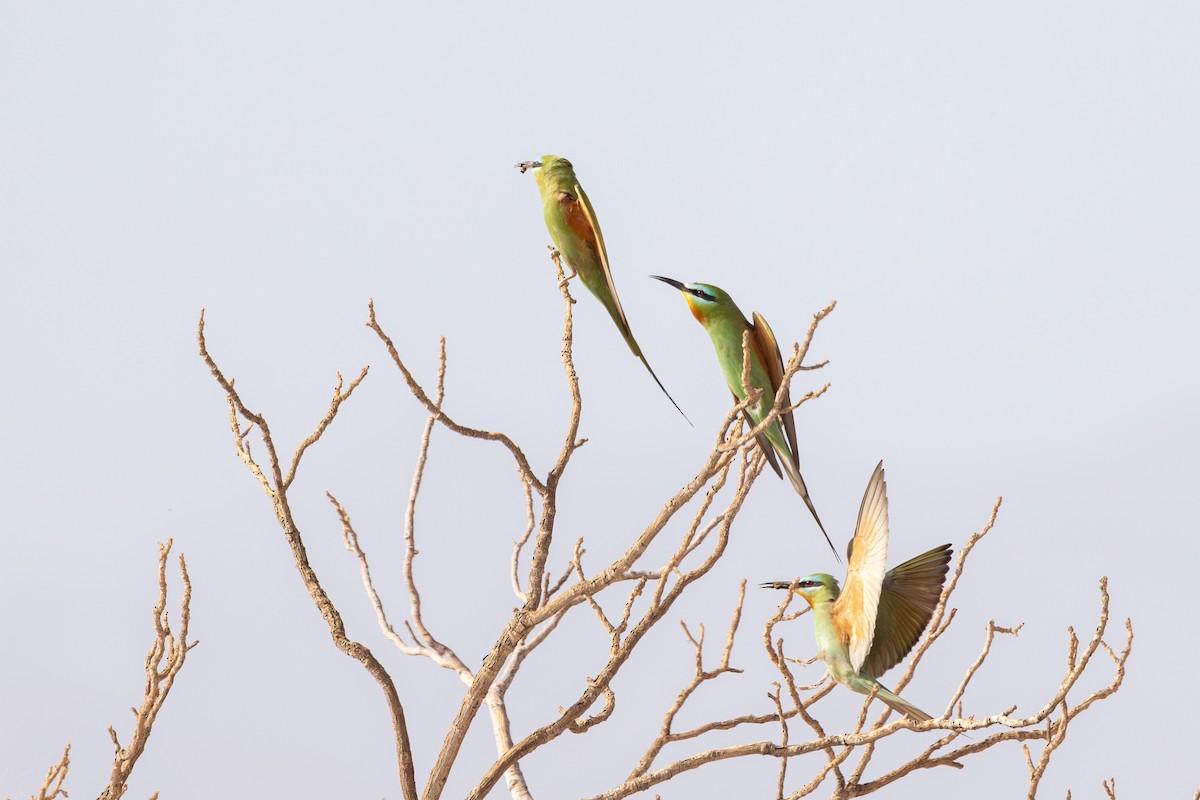 Blue-cheeked Bee-eater - ML617962953