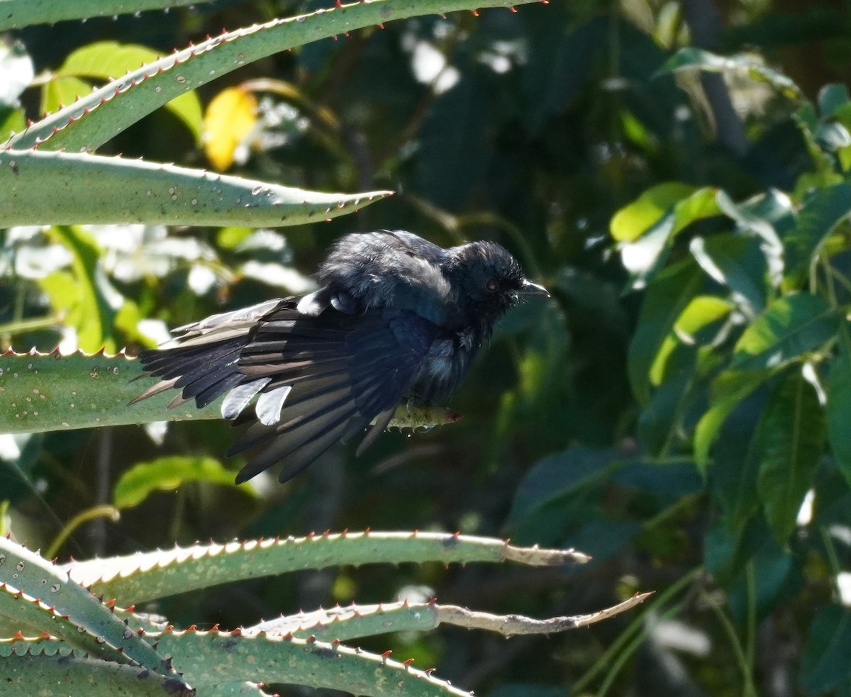 Fork-tailed Drongo - ML617962969