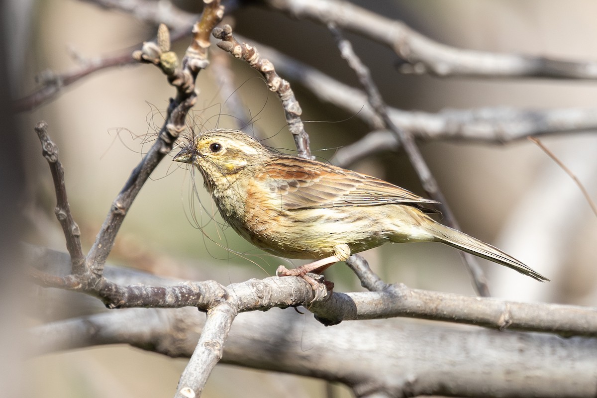 Cirl Bunting - Yann Muzika