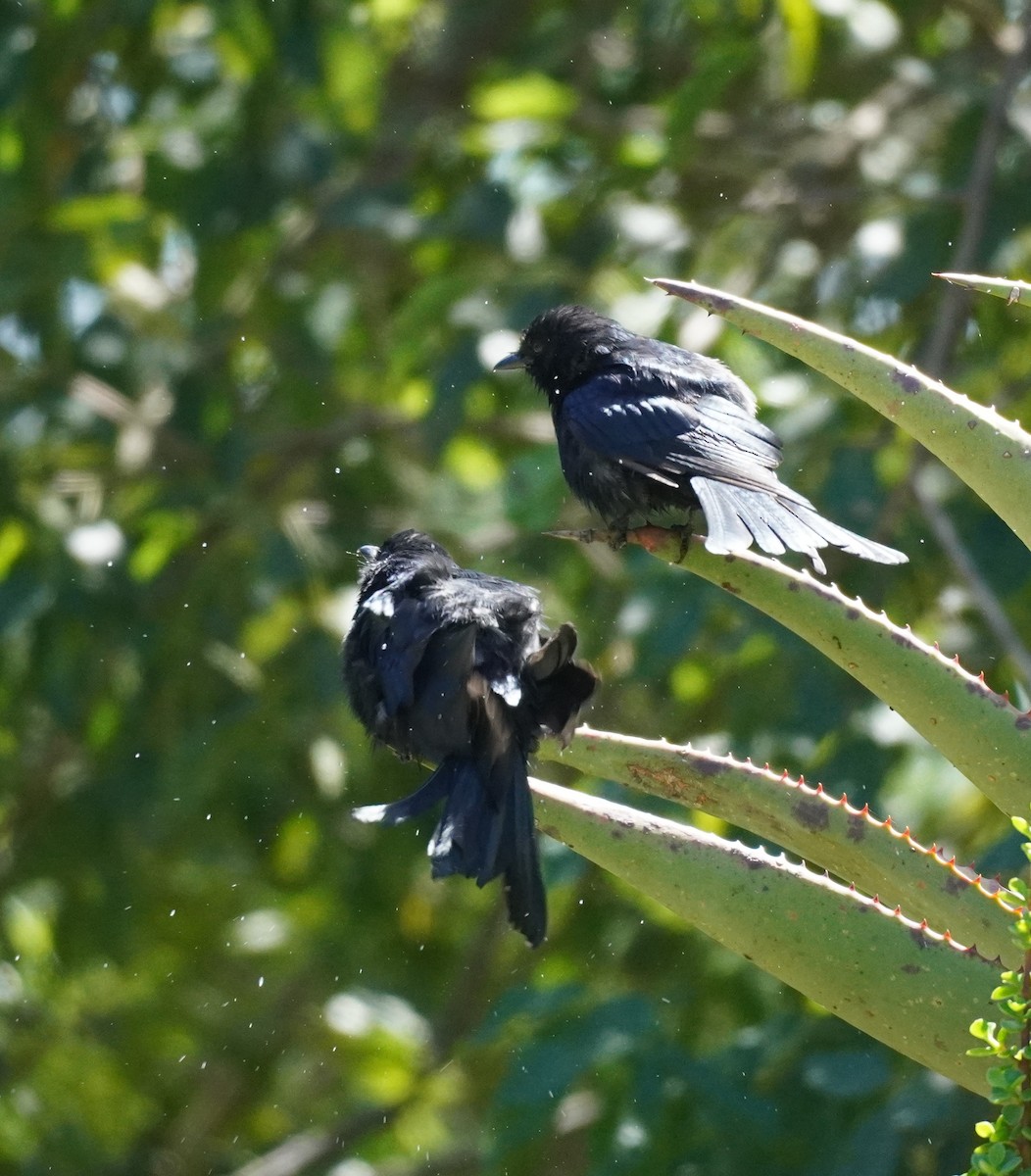 Fork-tailed Drongo - ML617962984