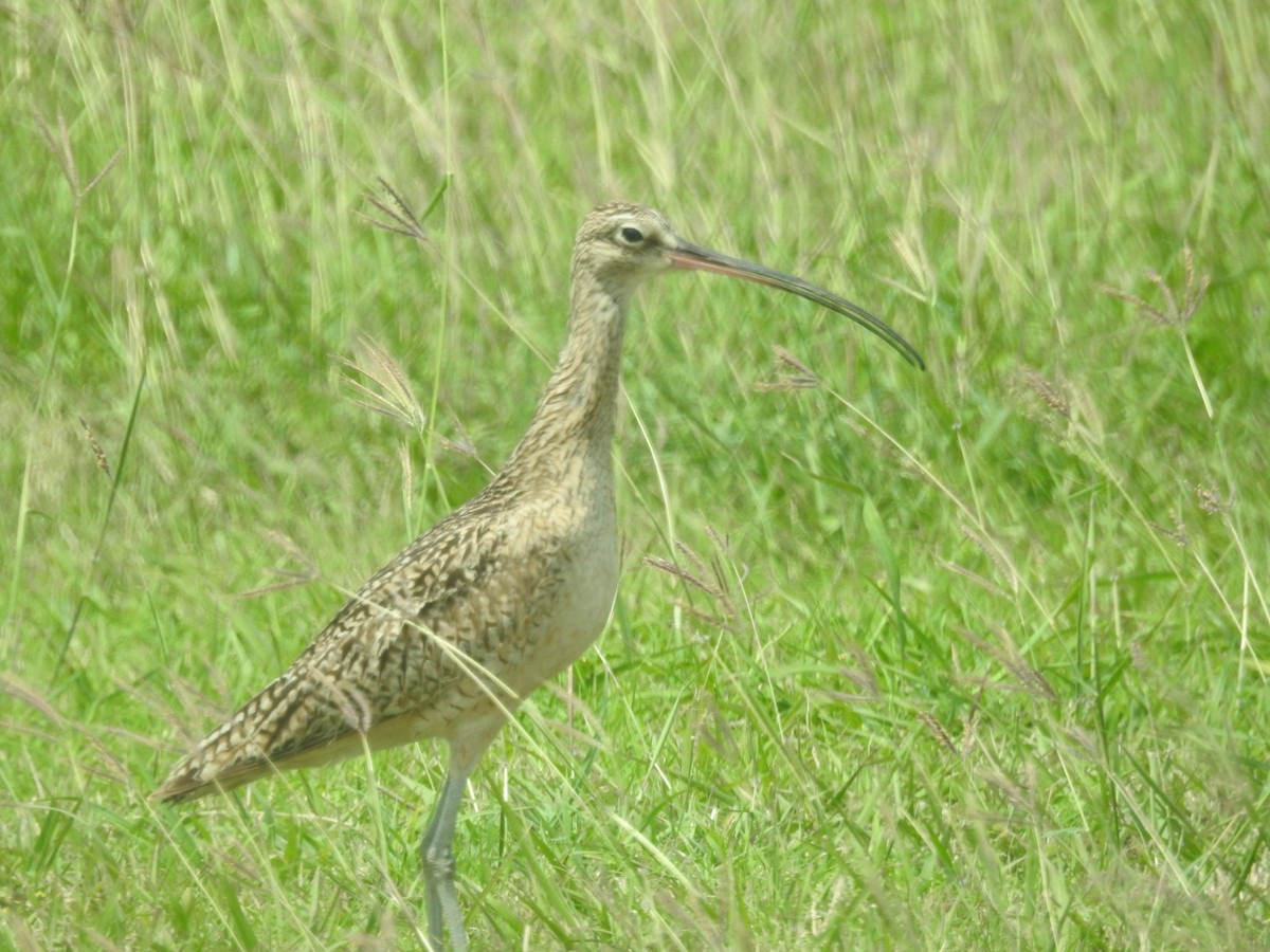 Long-billed Curlew - ML617963008
