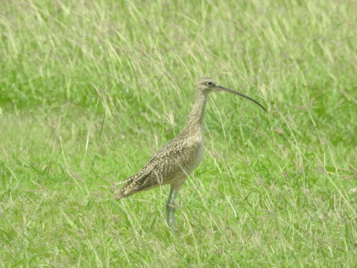 Long-billed Curlew - ML617963009