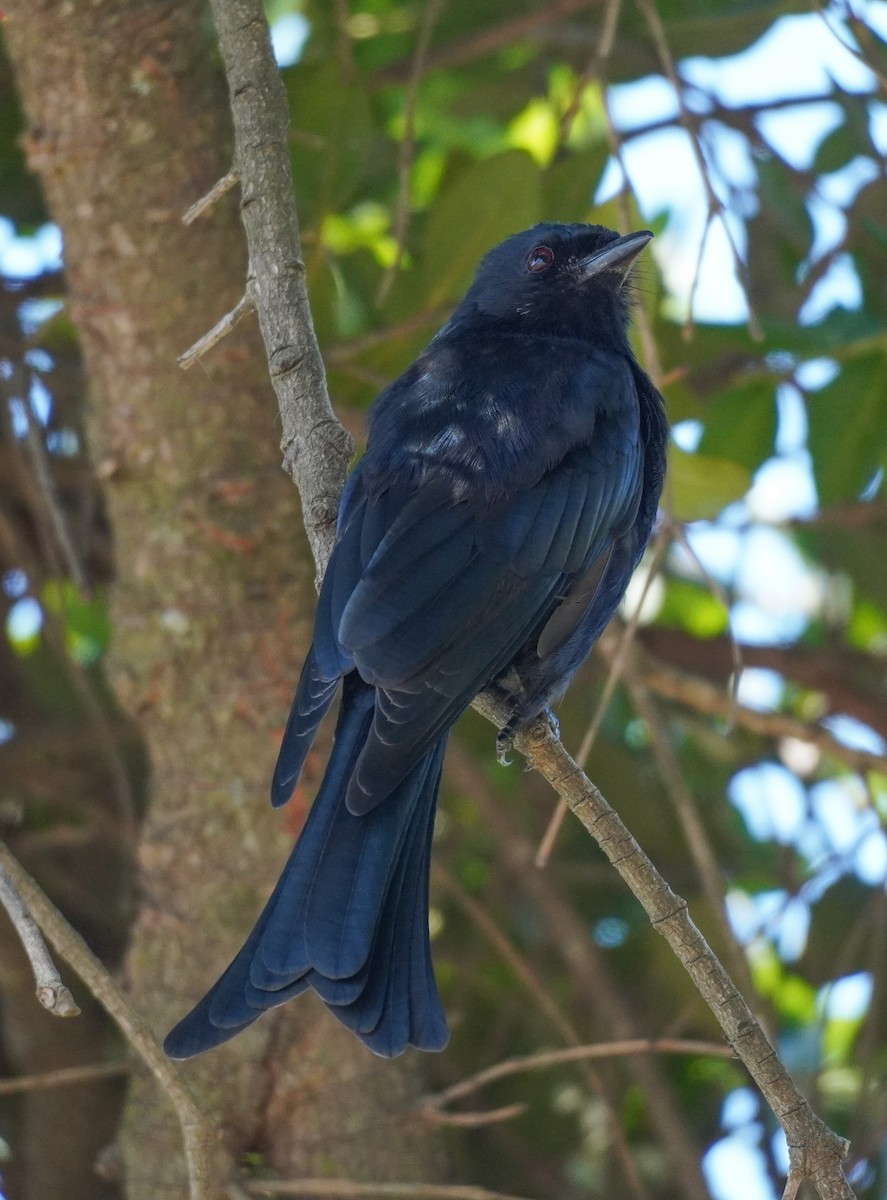 Fork-tailed Drongo - ML617963013