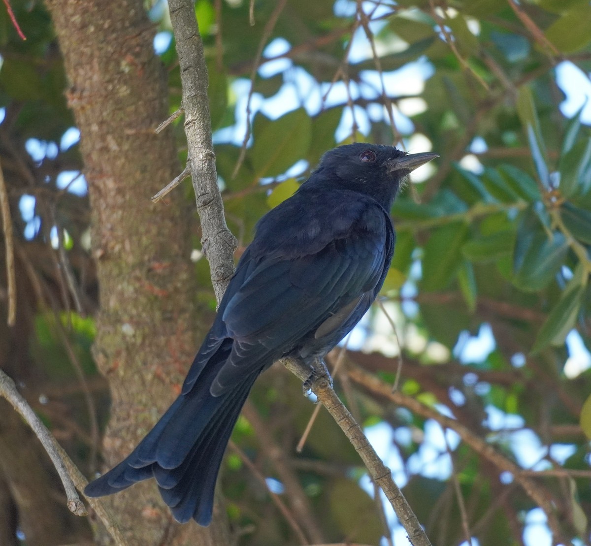 Fork-tailed Drongo - ML617963014