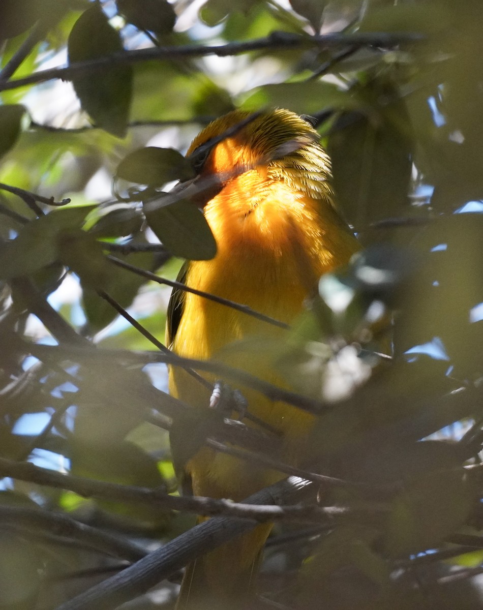 Spectacled Weaver - Sarah Foote
