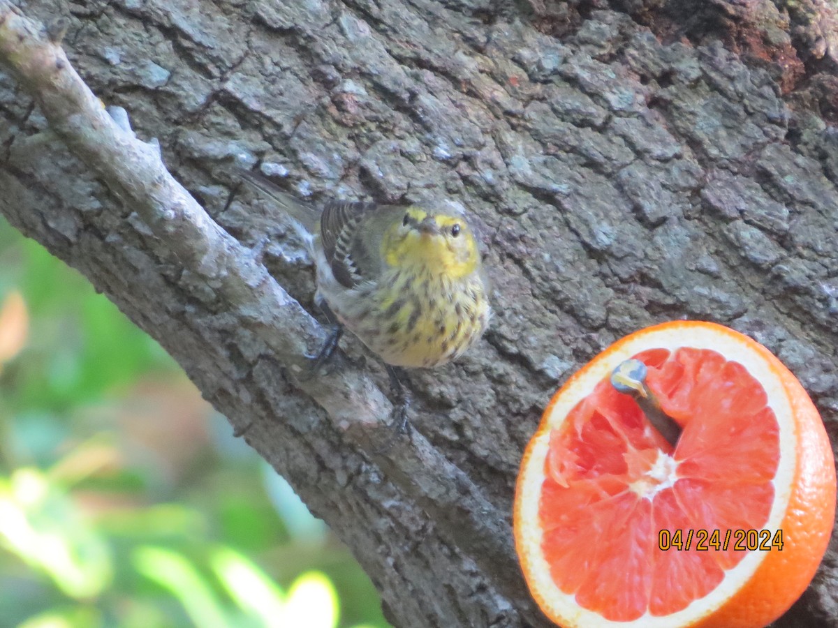 Cape May Warbler - ML617963042