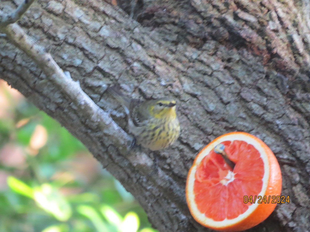 Cape May Warbler - ML617963043