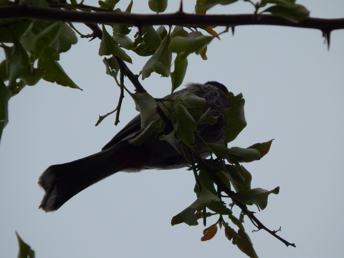 Red-vented Bulbul - ML617963103