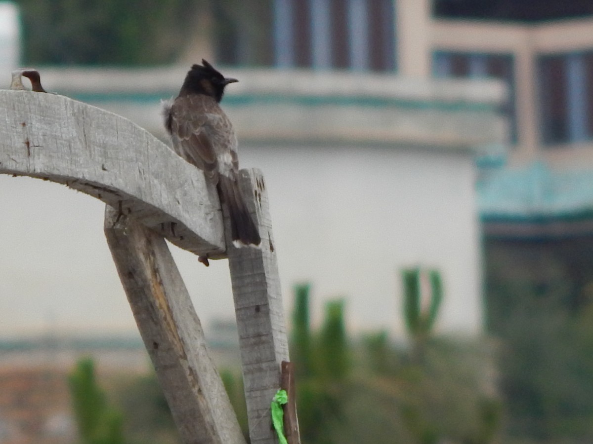 Red-vented Bulbul - ML617963104