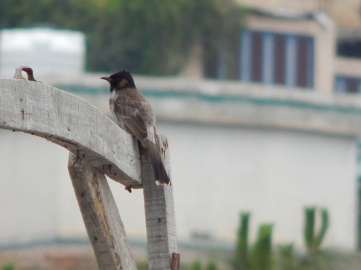 Red-vented Bulbul - ML617963105