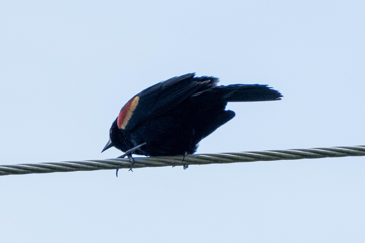 Red-winged Blackbird - ML617963107