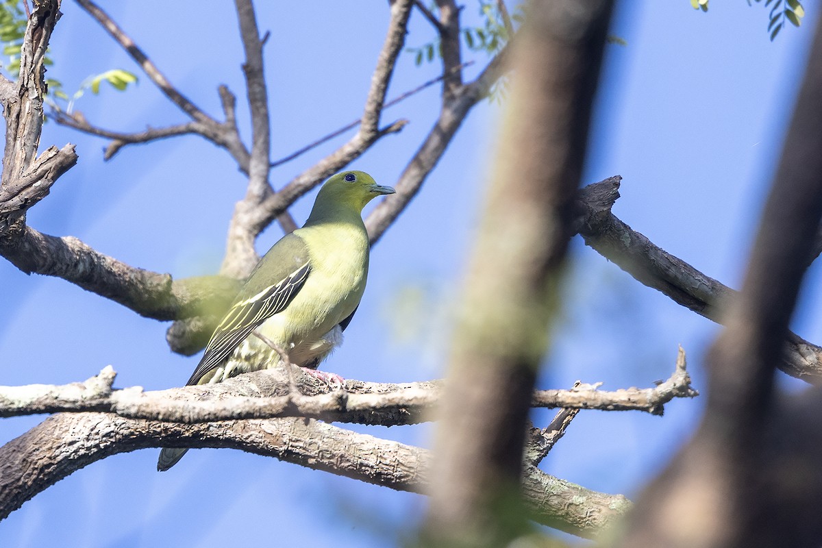 Sri Lanka Green-Pigeon - ML617963150