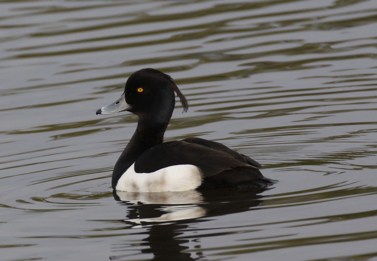 Tufted Duck - ML617963155