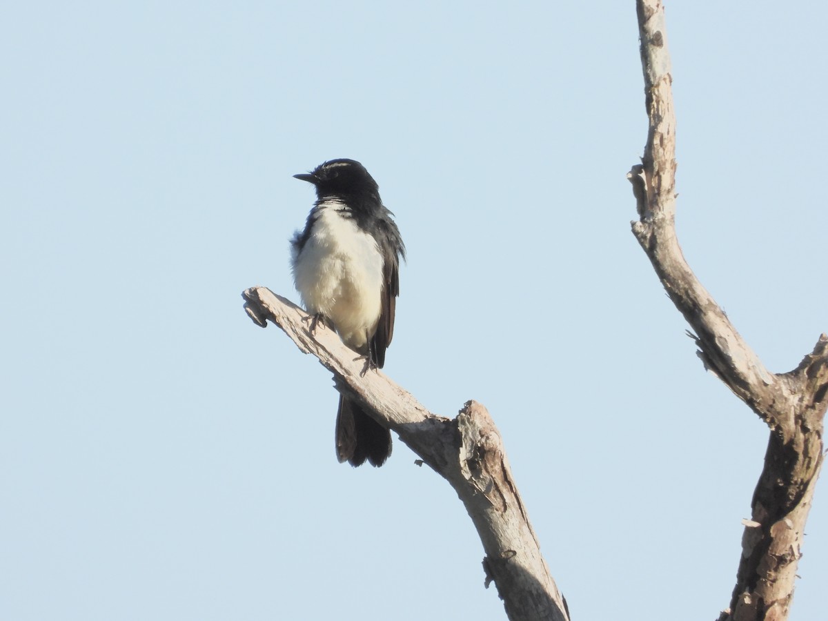 Willie-wagtail - ML617963163
