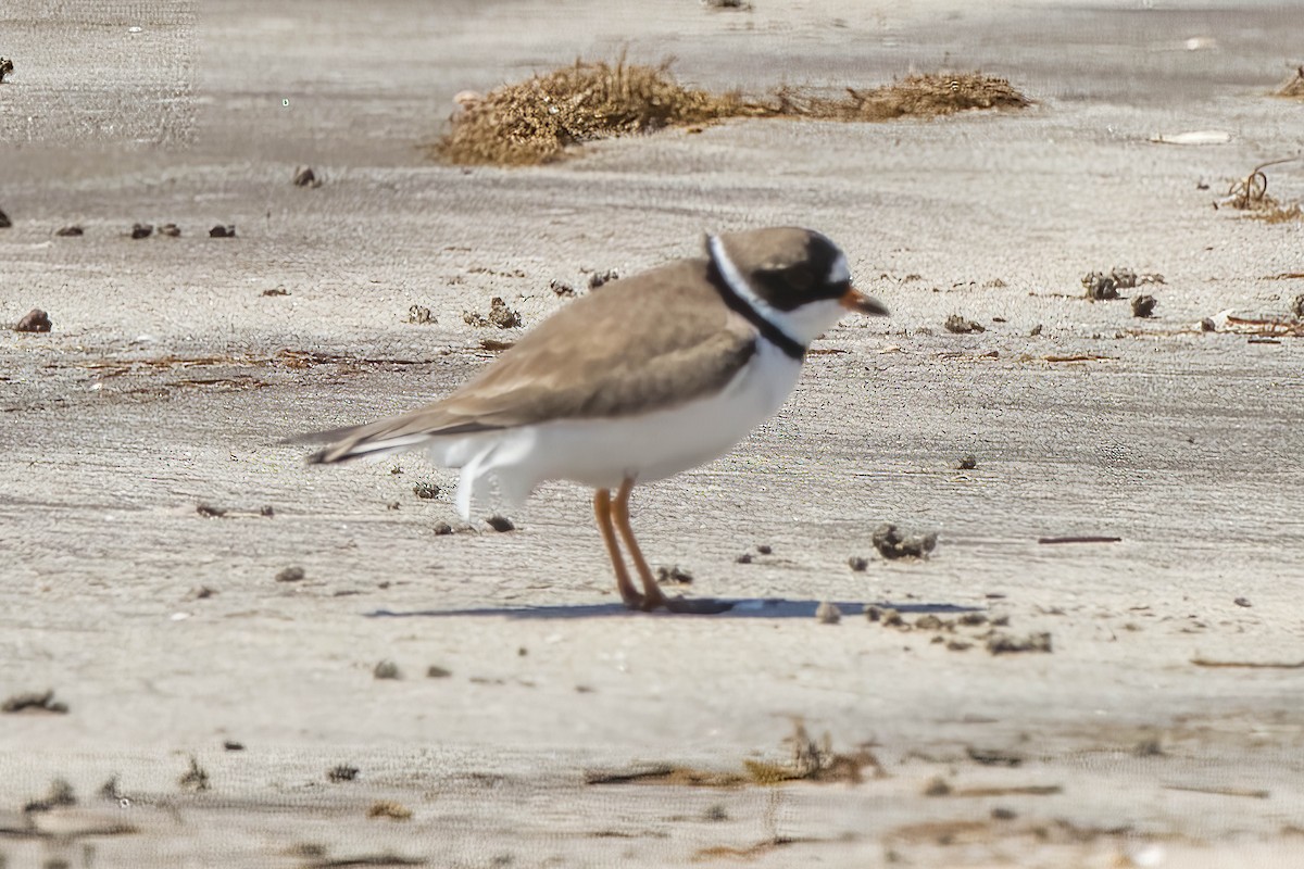 Semipalmated Plover - ML617963194