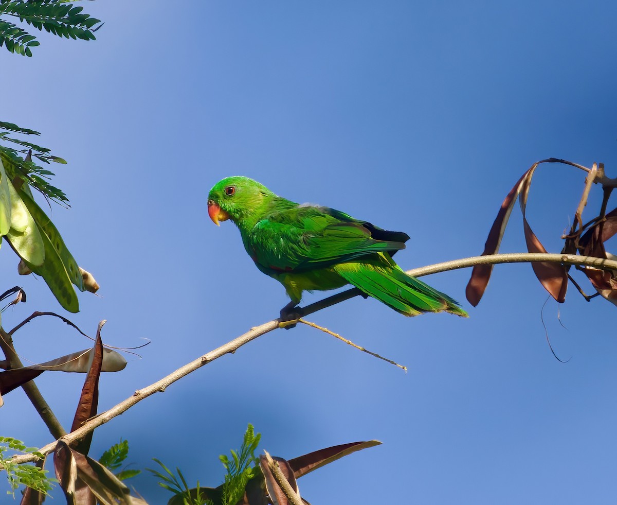 Тиморский попугай - ML617963207