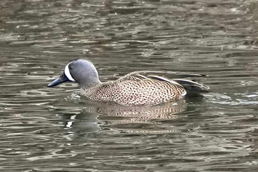 Blue-winged Teal - ML617963209