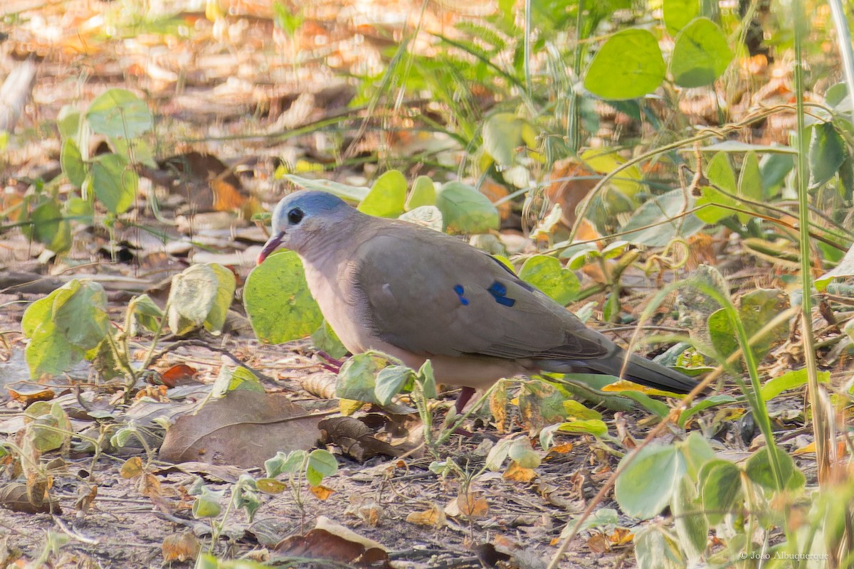 Blue-spotted Wood-Dove - ML617963224