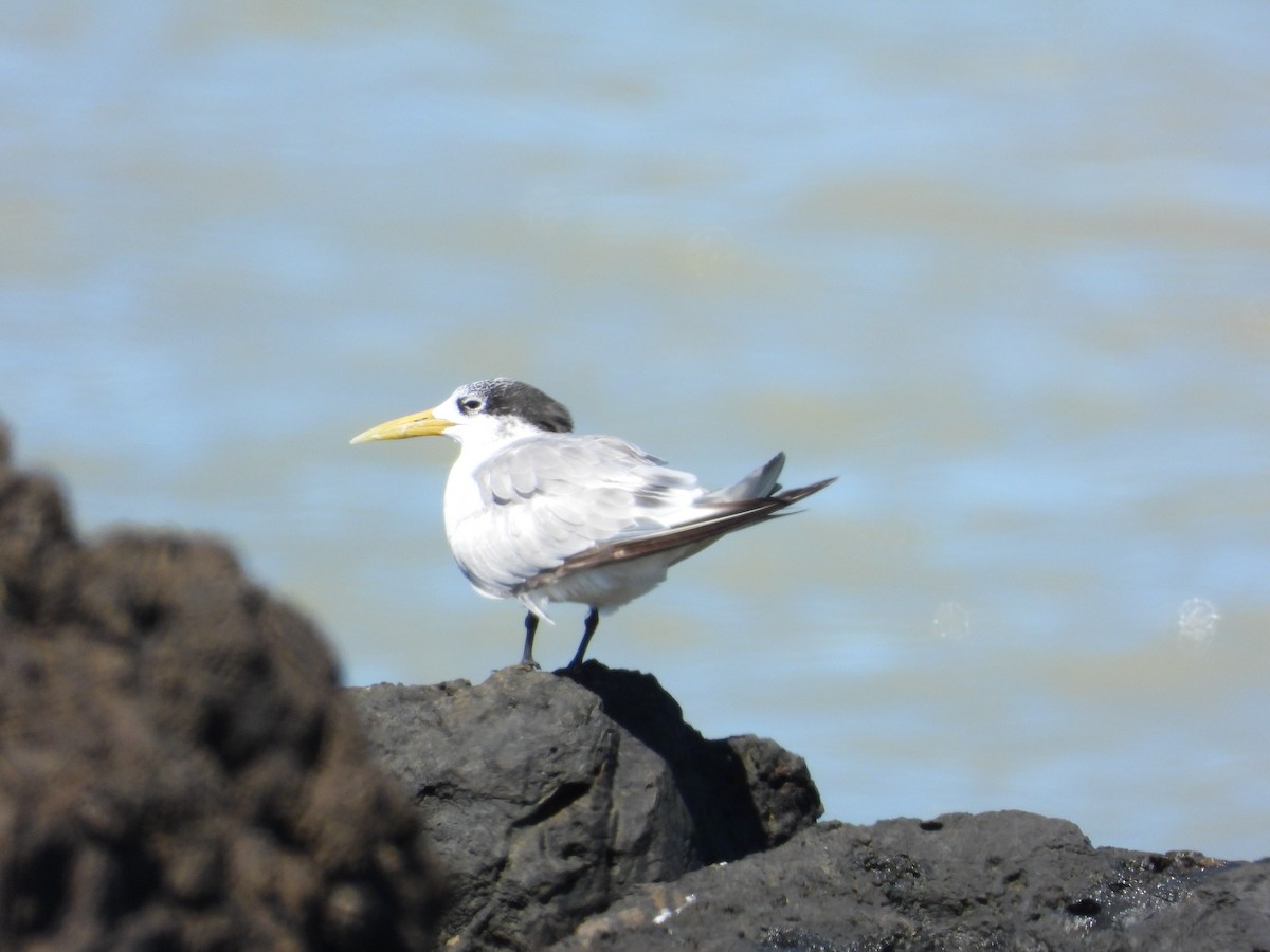 Great Crested Tern - ML617963261