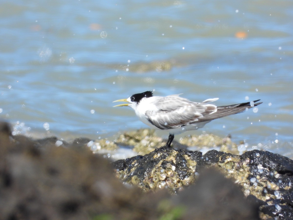 Great Crested Tern - ML617963263
