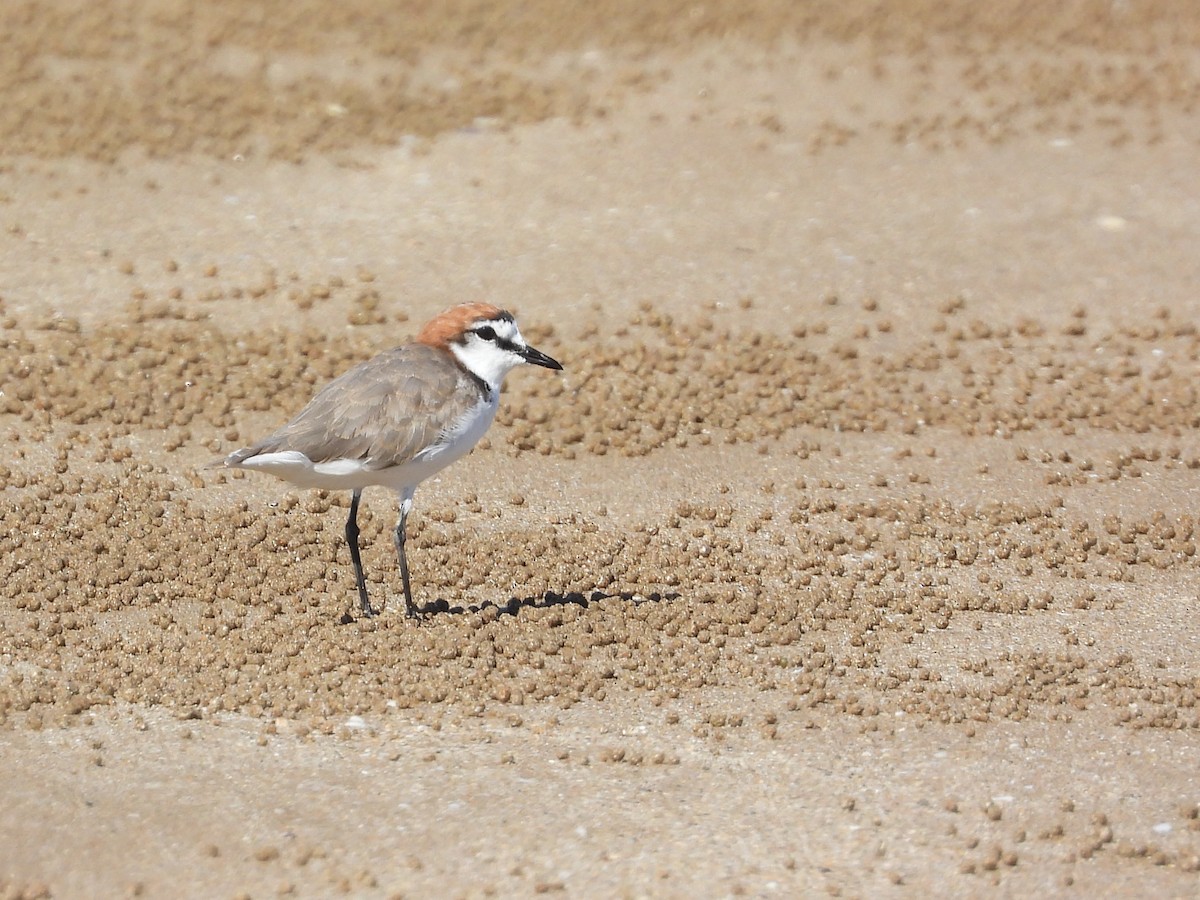 Red-capped Plover - ML617963269