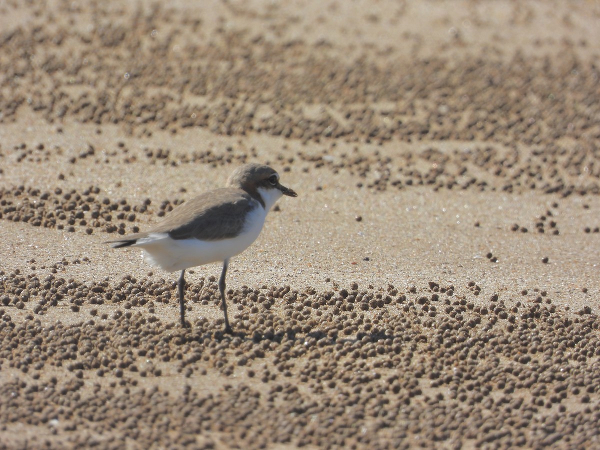 Red-capped Plover - ML617963270