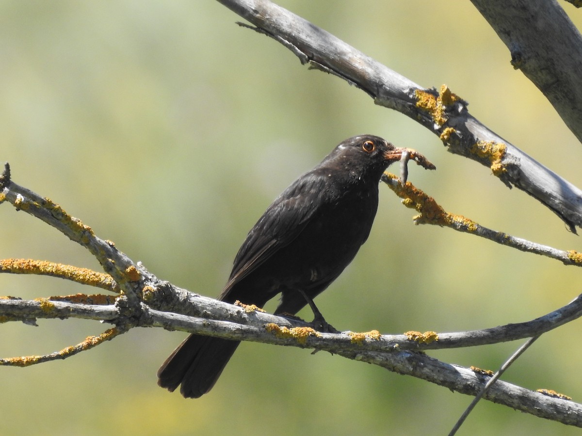 Eurasian Blackbird - ML617963277