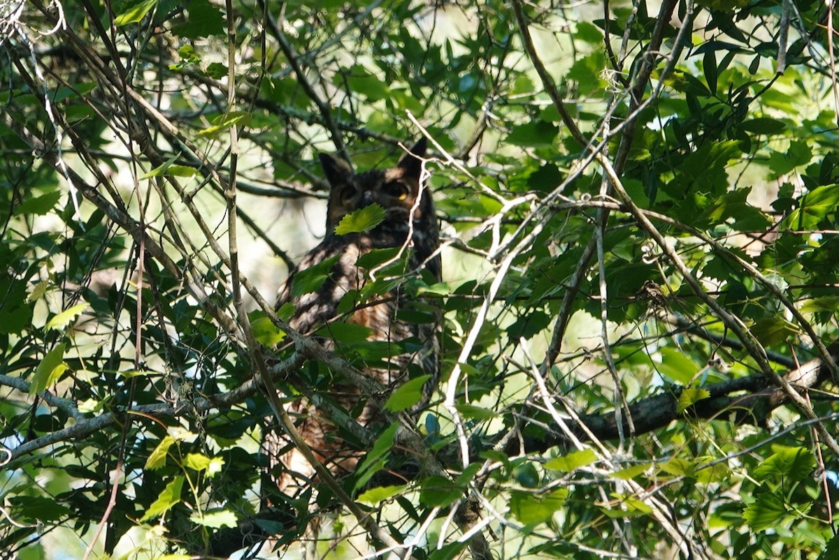 Great Horned Owl - ML617963278