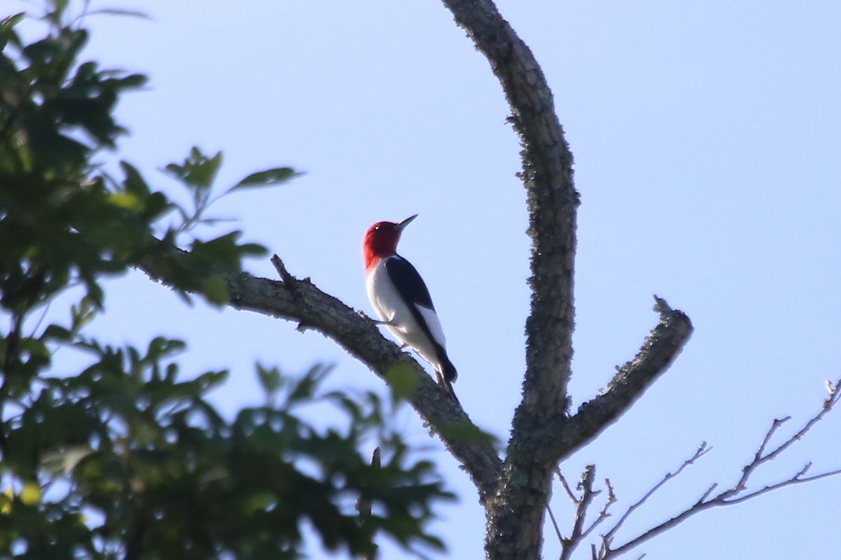 Red-headed Woodpecker - ML617963280