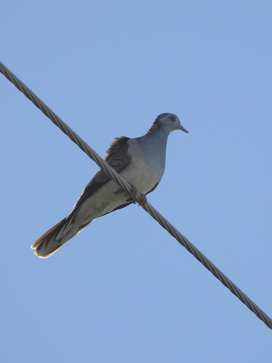 Bar-shouldered Dove - ML617963281